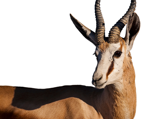 animal-antelope