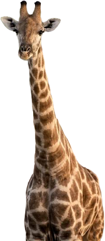 animal-giraffe